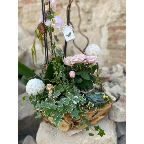 Aranjament cu platele Phalaenopsis, Rosa, Hedera ,plante suculente si accesorii