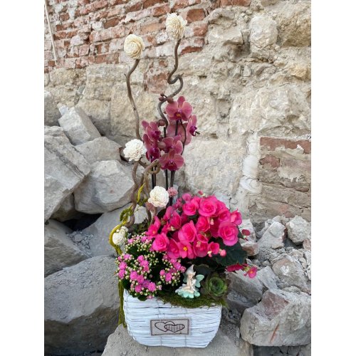 Aranjament cu plantele Phalaenopsis, Begonia, Kalanchoe si plante suculente