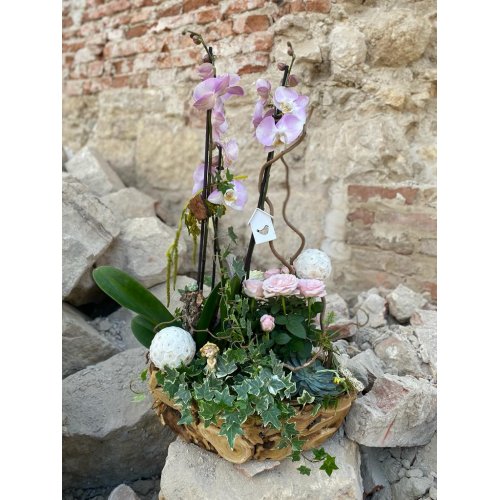 Aranjament cu platele Phalaenopsis, Rosa, Hedera ,plante suculente si accesorii