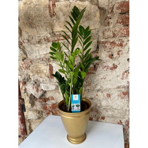 Zamioculcas in vas ceramic auriu