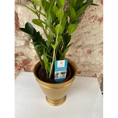 Zamioculcas in vas ceramic auriu