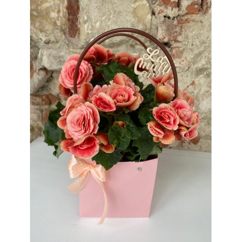 Begonia in sacosa Happiness Begonia in sacosa Happiness