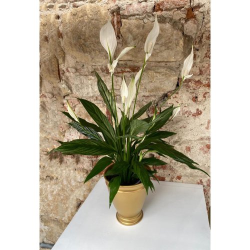 Spatiphyllum in vas ceramic auriu Spatiphyllum in vas ceramic auriu