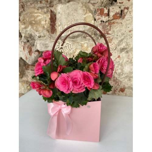 Begonia in sacosa Begonia in sacosa