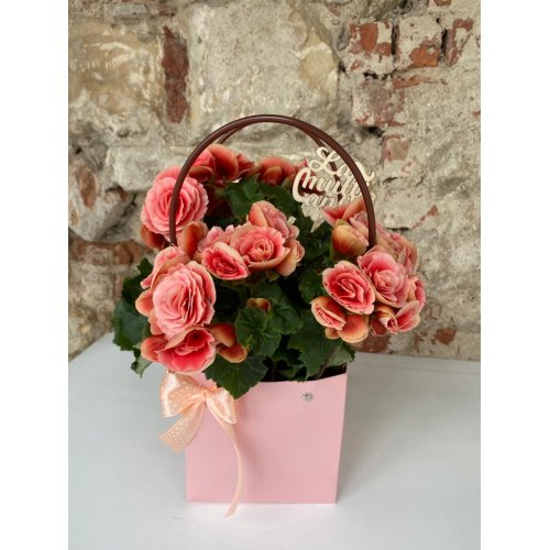 Begonia in sacosa Happiness