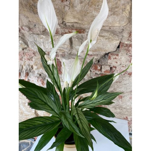 Spatiphyllum in vas ceramic auriu