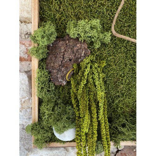 Tablou cu Licheni stabilizati Tablou cu Licheni stabilizati