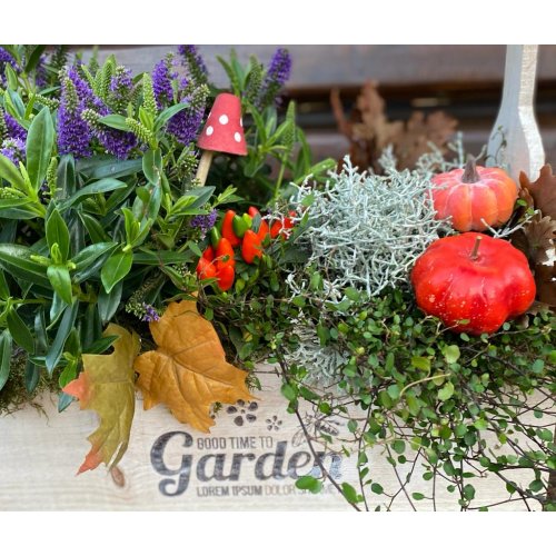 Aranjament cu plante de toamna si decoratiuni Aranjament cu plante de toamna si decoratiuni