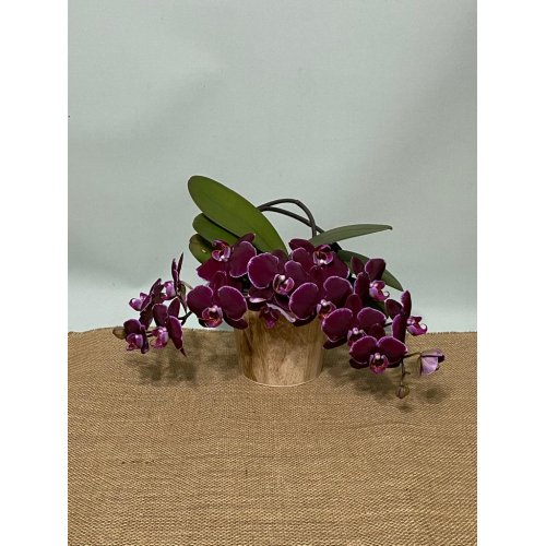 Phalaenopsis in vas de lemn Phalaenopsis in vas de lemn