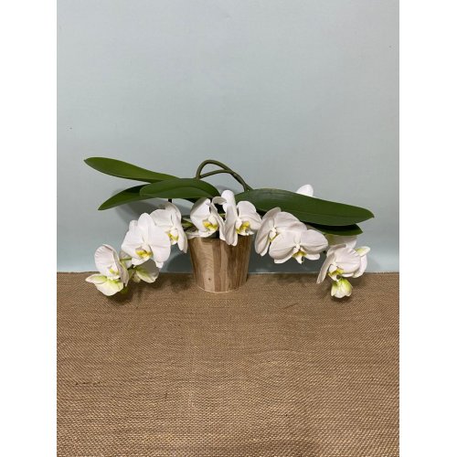 Phalaenopsis in vas de lemn Phalaenopsis in vas de lemn