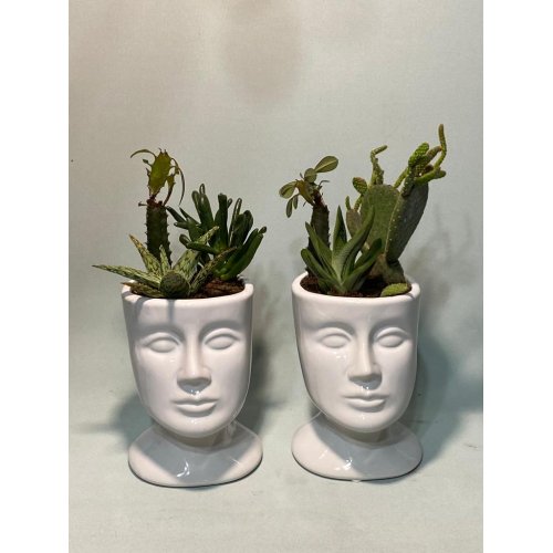 Aranjament cu plante suculente si cactus in vas face 