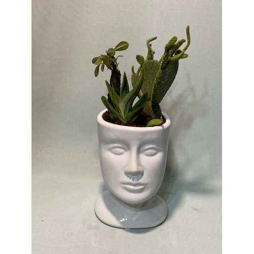 Aranjament cu plante suculente si cactus in vas face Aranjament cu plante suculente si cactus in vas face