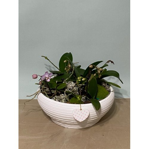 Aranjament cu Phalaenopsis mini 5 buc in vas ceramic alb