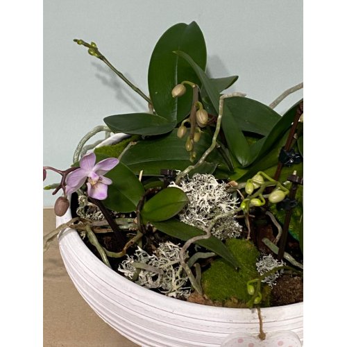 Aranjament cu Phalaenopsis mini 5 buc in vas ceramic alb