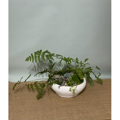 Aranjament cu plante mix In vas ceramic alb Aranjament cu plante mix In vas ceramic alb