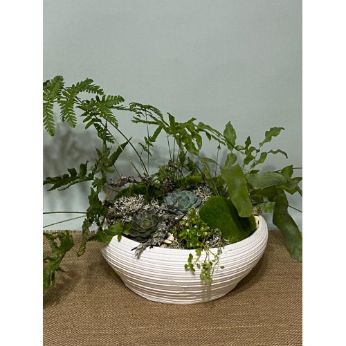 Aranjament cu plante mix In vas ceramic alb Aranjament cu plante mix In vas ceramic alb