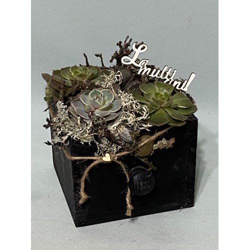 Aranjament cu plante suculente in sertar negru din lemn