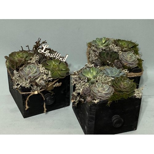 Aranjament cu plante suculente in sertar negru din lemn