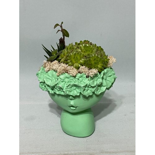 Aranjament cu plante suculente in vaza flora Aranjament cu plante suculente in vaza flora