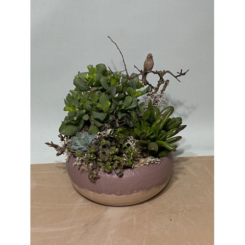 Aranjament cu plante suculente in vas ceramic 