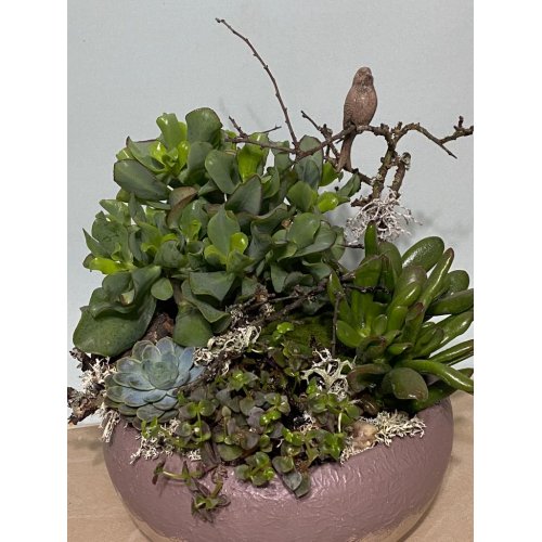 Aranjament cu plante suculente in vas ceramic 
