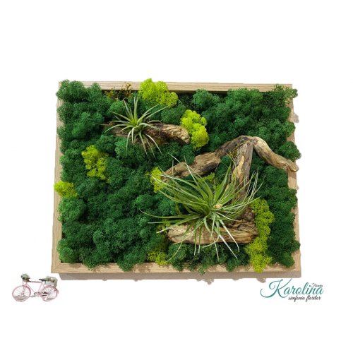 Tablou din licheni stabilizați și Tillandsia Tablou din licheni stabilizați și Tillandsia